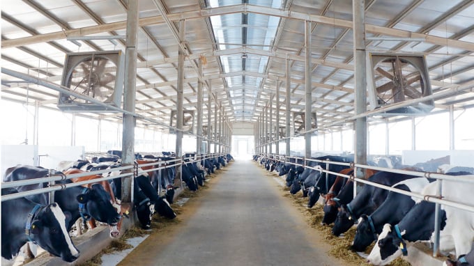 Nhiều doanh nghiệp đã đầu tư vào chăn nuôi bò sữa công nghệ cao tại tỉnh Bình Dương. Ảnh: Phan Bằng.