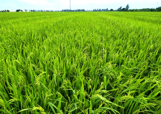 Cánh đồng sản xuất hạt giống F1 giống LY2099 trước khi gạt phấn tại Xuân Trường, Nam Định vụ xuân 2021. Ảnh: Văn Sơn.