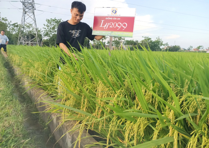 Lúa lai LY2099 trĩu bông, rất sạch bệnh, năng suất ước đạt 7-8 tấn/ha tại những cánh đồng xứ Thanh. Ảnh: Văn Sơn.