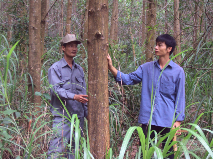 Rừng gỗ lớn của Công ty TNHH Lâm nghiệp Hà Thanh (Bình Định). Ảnh: Vũ Đình Thung.