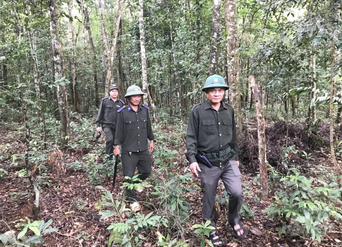 Nhân viên Công ty TNHH Lâm nghiệp Quy Nhơn (Bình Định) đi tuần tra bảo vệ rừng. Ảnh: Vũ Đình Thung.