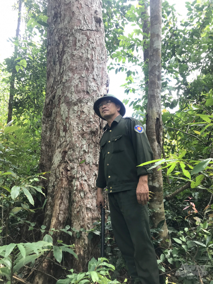 Rừng tự nhiên ở huyện Vĩnh Thạnh (Bình Định) được bảo vệ tốt. Ảnh: Vũ Đình Thung.