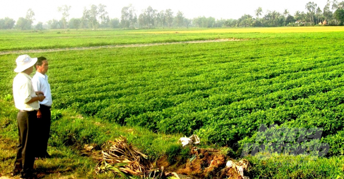 Nhiều diện tích sản xuất lúa không chủ động nước tưới ở Bình Định được chuyển sang canh tác các loại cây trồng cạn. Ảnh: Vũ Đình Thung.