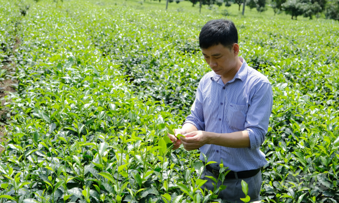 Anh Sử thăm đồi chè gần nhà tại xã Phú Lâm, huyện Yên Sơn, Tuyên Quang. Ảnh: Bảo Thắng.