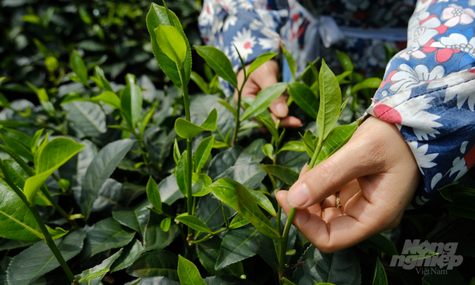 Hợp tác xã chè Sử Anh quán triệt kỹ thuật hái 'một tôm hai lá', 'một tôm một lá' tới toàn bộ công nhân. Ảnh: Bảo Thắng.