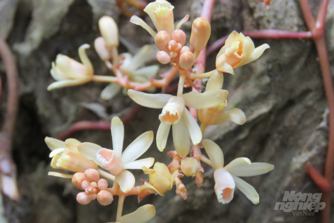 The type of yellow climbing orchid has scientific name Erythrorchis ochobiensis (Hayata) Garay discovered in Ru Linh forest. Photo: Le Tuan Anh.