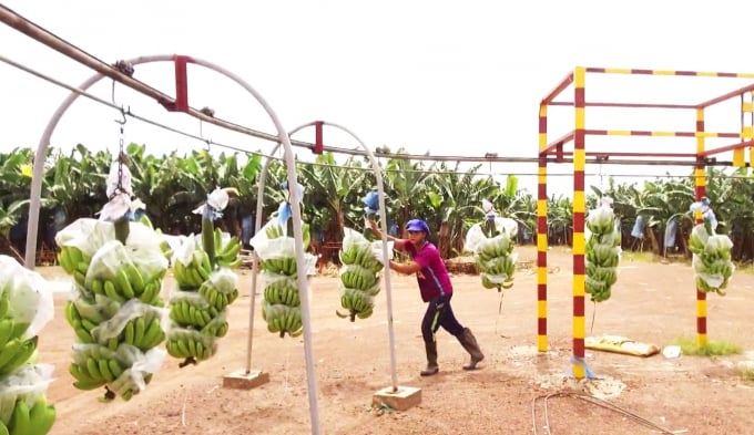 Banana is harvested at An Thai Hi-tech Agriculture Zone of Unifarm.Photo: Nguyen Thang.