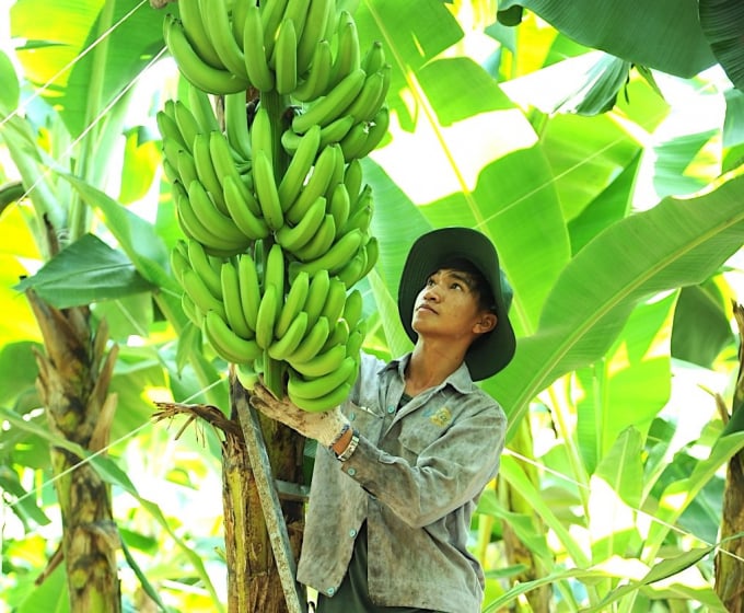 Unifarm co-operated with Dole to make Vietnamese banaba access more overseas markets. Photo: Thanh Son.