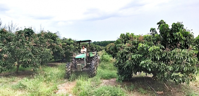 Trồng nhãn Ido Thái Lan tại Unifarm. Ảnh: Hồng Thủy.