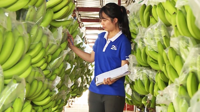 Banana is a key farming product of Unifarm, reaching many demanding markets. Photo: Thanh Son.