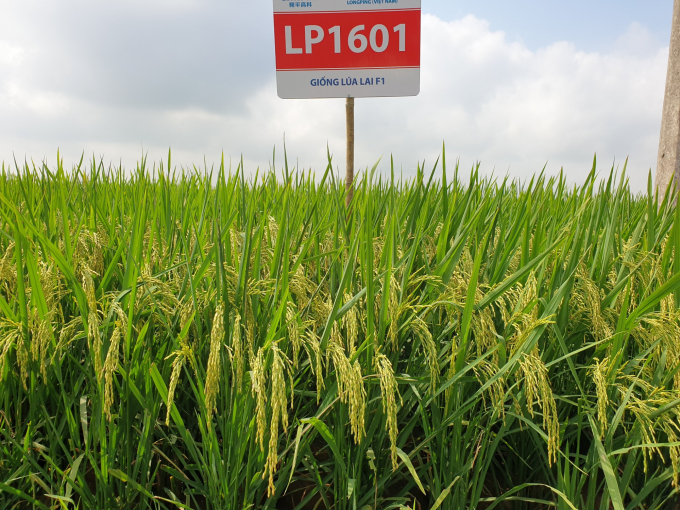 Hybrid rice variety LP1601 in Nga Son - Thanh Hoa, 2021 spring crop.