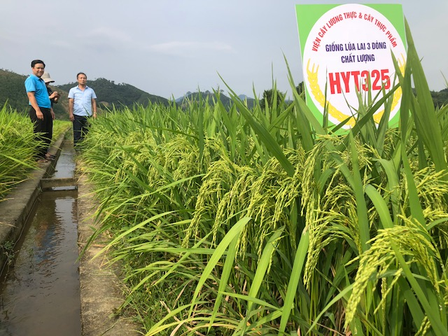 Giống lúa lai 3 dòng chất lượng cao của Việt Nam HYT325 tại Thanh Sơn - Phú Thọ, vụ xuân 2020.