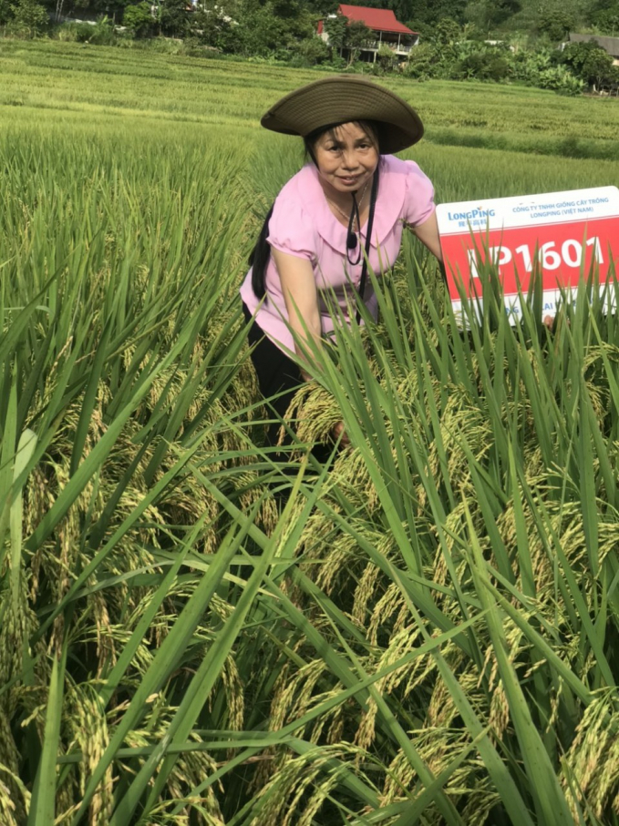The attraction of hybrid rice
