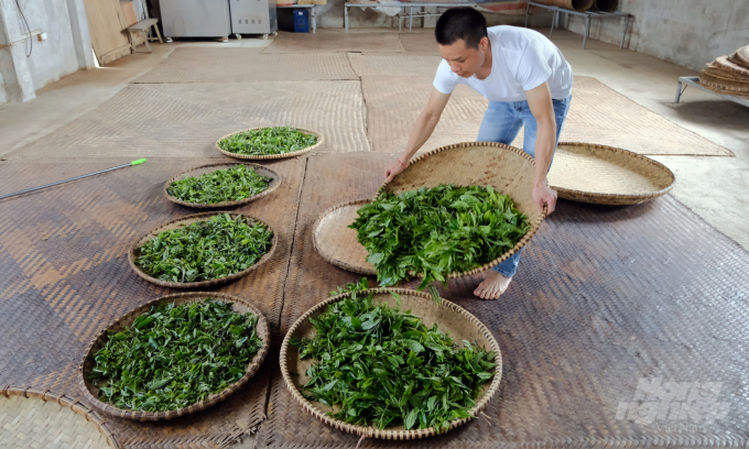 Chè Shan tuyết được hái hoàn toàn thủ công. Sau đó, chè được chia nhỏ vào từng sàng, trước khi đem chế biến. Ảnh: MP.