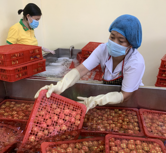 Processing by post-harvest preservation technology for lychee batches in Hai Duong. Photo: PPD.