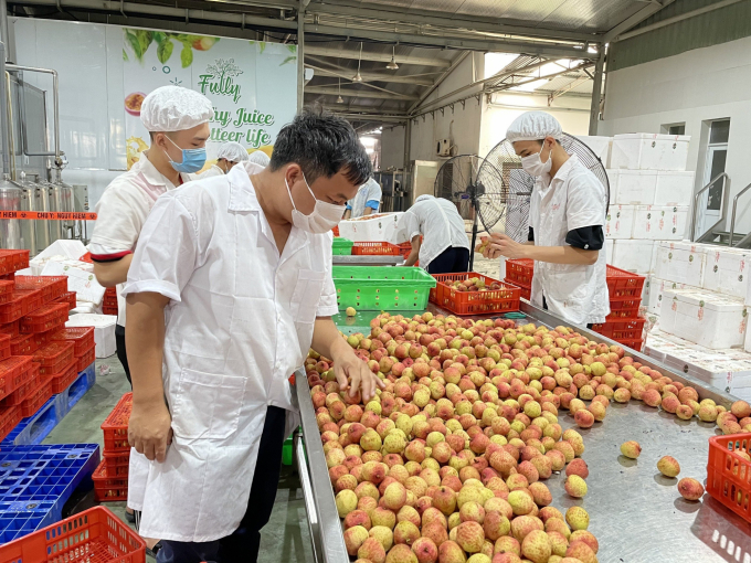 The lychee processing and preservation chain for export in Luc Ngan district has been operated. Photo: PPD.