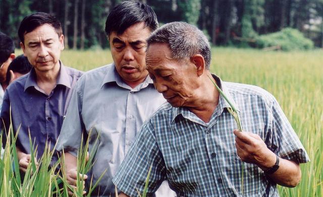 Cha đẻ lúa lai- giáo sư-viện sĩ  Viên Long Bình và các đồng nghiệp kiểm tra lúa lai trên cánh đồng thử nghiệm. Ảnh: Getty
