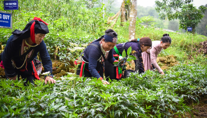 Nhiều vùng rau hữu cơ của Thủ đô Hà Nội phát triển mạnh loại hình du lịch nông nghiệp, du lịch sinh thái. Ảnh: ST.