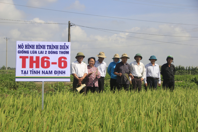 Trình diễn giống lúa lai thơm TH6-6, vụ xuân 2018 tại Hải Hậu, Nam Định.
