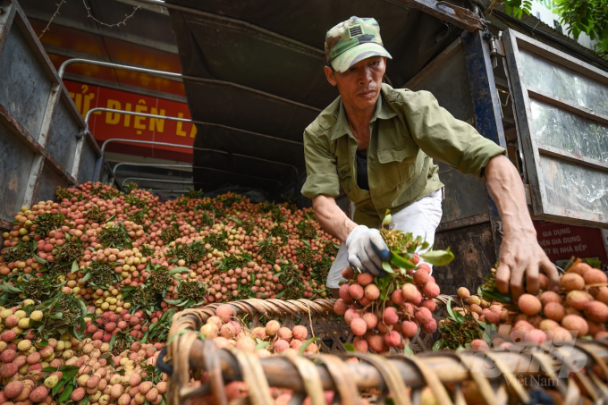 In Bac Giang and Hai Duong, famous lychee growing areas, traders are still the main sales channel. Photo: Tung Dinh.