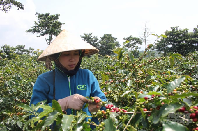 Nông dân Quảng Trị thu hoạch cà phê Arabica. Ảnh: CĐ.