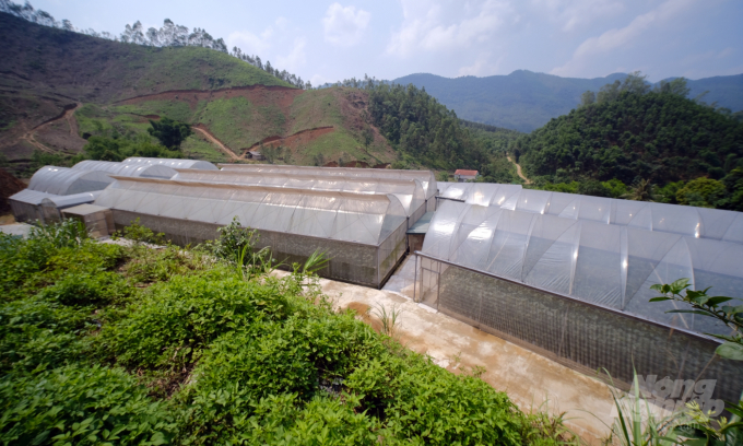 Toàn bộ diện tích trồng dưa lưới được anh Lâm trồng hoàn toàn trong nhà màng, bằng các công nghệ hiện đại. Ảnh: Bảo Thắng.