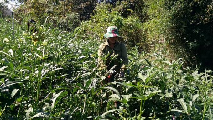  Bà con vùng đồng bào dân tộc ở Bình Thuận được chuyển giao trồng mô hình đậu bắp. Ảnh: K.S.