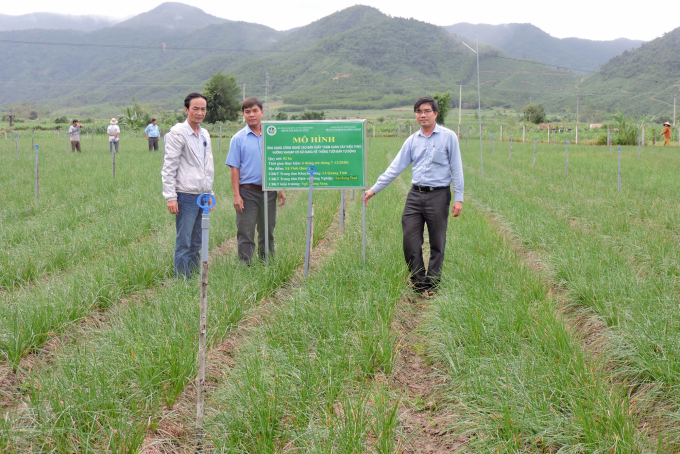 Nông dân xã Vĩnh Quang (huyện Vĩnh Thạnh, Bình Định) ngày càng đa dạng hóa cây trồng để nâng cao thu nhập. Ảnh: Lê Khánh.