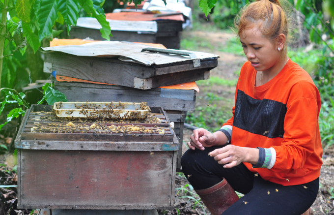 Gia đình chị Cư Xã K’Dung (dân tộc Cil, ở xã Đạ Đờn, huyện Lâm Hà, Lâm Đồng) có thu nhập ổn định nhờ mô hình nuôi ong lấy mật và khai thác sữa. Ảnh: K.S.