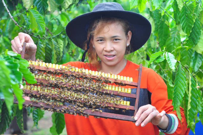 Mô hình nuôi ong mật hướng an toàn sinh học ở Lâm Đồng cho hiệu quả kinh tế cao. Ảnh: M.H.