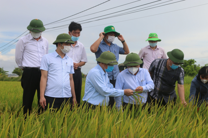 Lãnh đạo UBND TP Hải Phòng kiểm tra tình hình sản xuất tại Kiến Thụy. Ảnh: Đinh Mười.