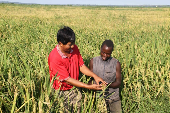 Giám đốc Trang trại Hữu nghị Hồ Bắc-Gaza, Luo Haoping và một công nhân địa phương kiểm tra lúa trên cánh đồng ở ngoại ô Xaixai, thủ phủ tỉnh phía nam Gaza, Mozambique hồi năm 2010. Ảnh: Xinhua.