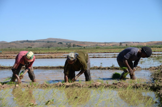 Phụ nữ trồng lúa ở Ambatondrazaka, Madagascar hồi năm 2015. Ảnh: Xinhua.