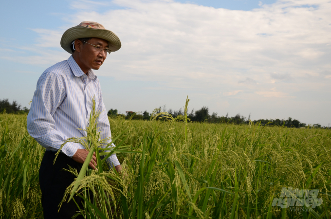 Anh Đoàn Văn Sáu - Giám đốc Công ty TNHH Cường Tân đang kiểm tra ruộng giống lúa lai. Ảnh: Dương Đình Tường.