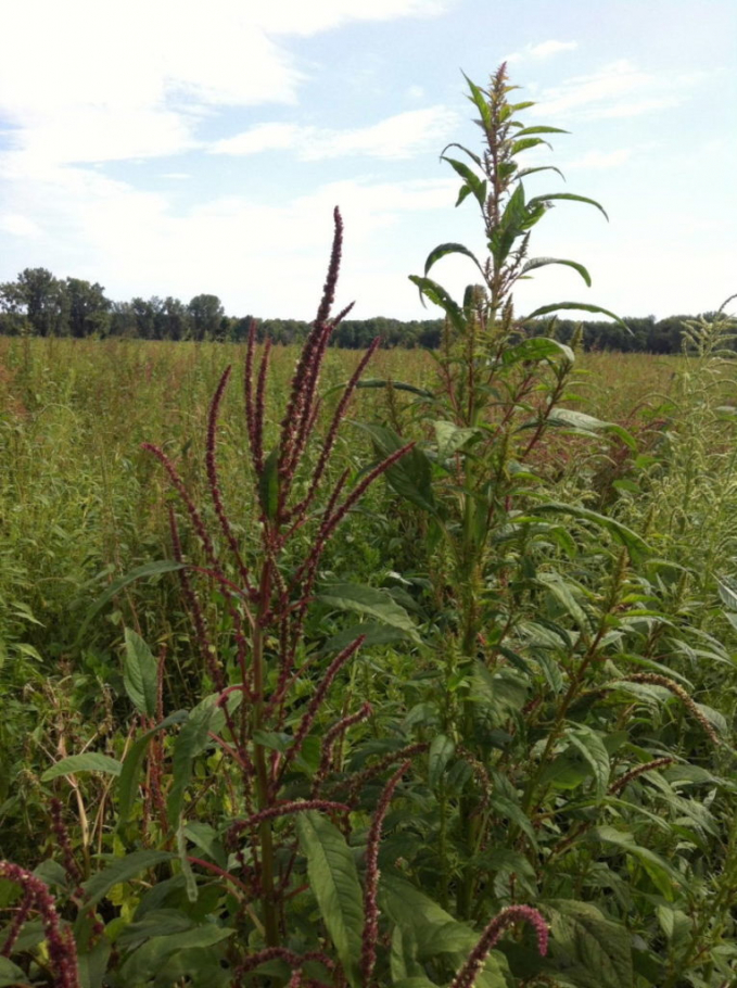 Cỏ dại Waterhemp đực (trái) và cây cái (phải) nở hoa màu tím đỏ trên cánh đồng đậu tương ở hạt Chatham-Kent, vùng Ontario, Canada. Ảnh: fieldcropnews