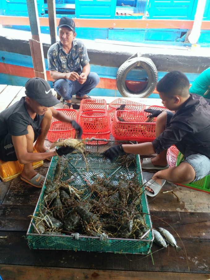Green lobster is purchased at VND 800,000 per kilogram. Photo: KS.