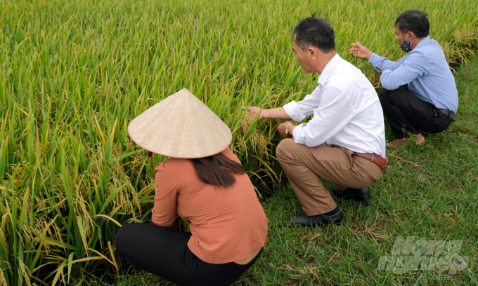 Lãnh đạo nông nghiệp xã Giao An, huyện Giao Thủy, Nam Định thăm cánh đồng trước lúc gặt. Ảnh: Bảo Thắng.
