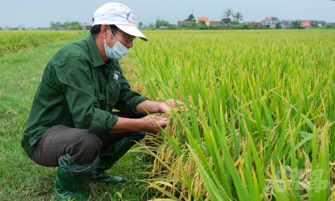 Một nông dân ở huyện Giao Thủy, Nam Định thăm ruộng trước khi thu hoạch. Ảnh: Bảo Thắng.