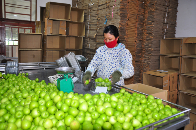 Green apple - one of the key crops in Ninh Thuan is bringing high economic value. Photo: Minh Hau.