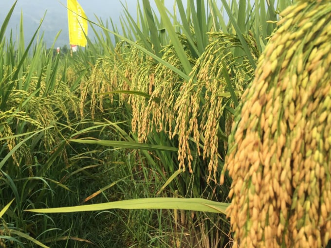 Hybrid rice has the advantages of high yield, good resistance to pests and diseases.