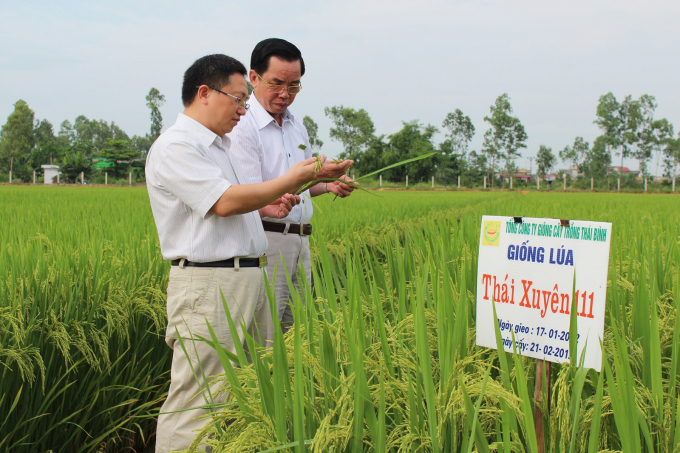 Thai Xuyen 111, the hybrid rice variety that has been favored by the market for many years. Photo: ThaibinhSeed.