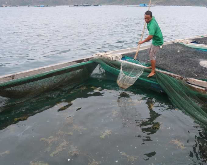 Lobster farmers are excited thanks to the stability of price and they can make a profit from lobster farming. Photo: KS.