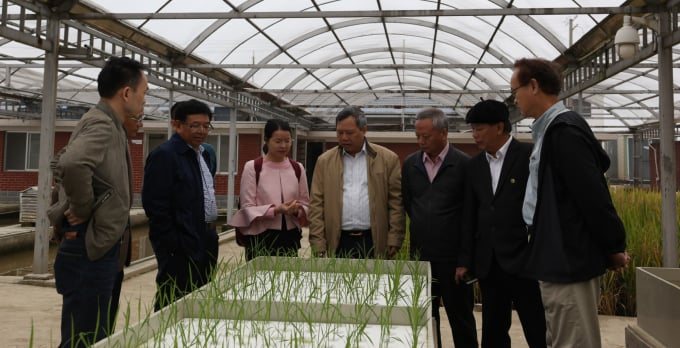 Longping Hybrid Rice Research Institute selecting high salinity tolerant hybrid rice (greenhouse salt tolerance purification).