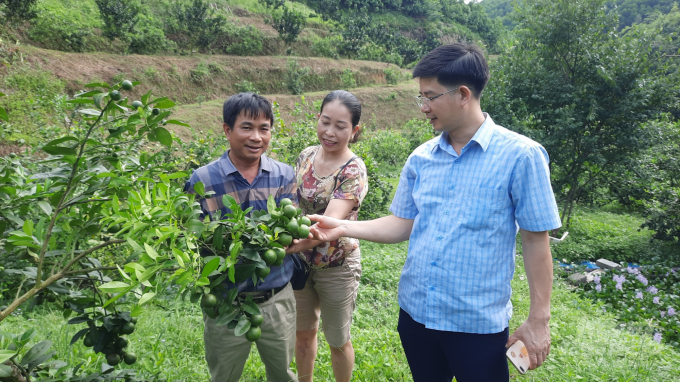 Chỉ với 2 hecta chanh tứ mùa, năm 2020 Cơ sở Hồng Hiền đã hoạch được khoảng 50 tấn quả. Ảnh: Toán Nguyễn.