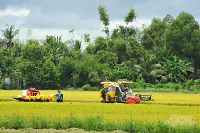 Sản xuất lúa trên cánh đồng lớn ở ĐBSCL. Ảnh: LHV