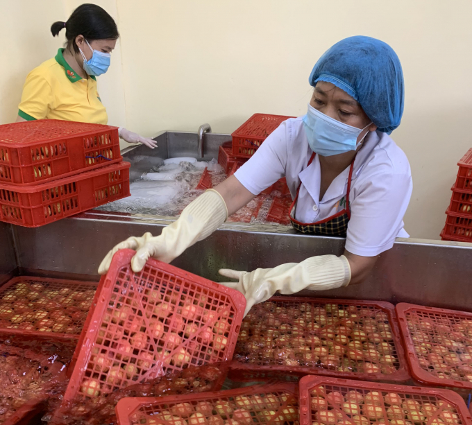 Shipments of fresh lychees exported to Japan are strictly treated with post-harvest preservation technology. Photo: NK. 