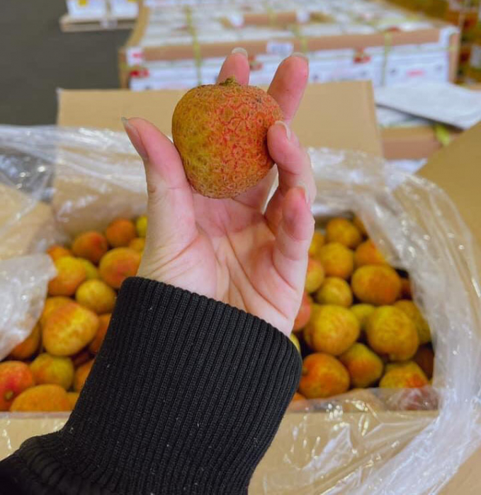 Lychees exported to Japan are ensured both quality and appearance . Photo: RD.