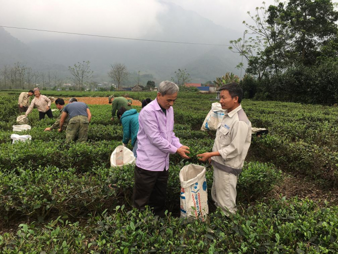 Cây chè được người người dân xóm Đoàn Thắng đưa về trồng đầu tiên ở Hoàng Nông. Ảnh: Đồng Văn Thưởng.