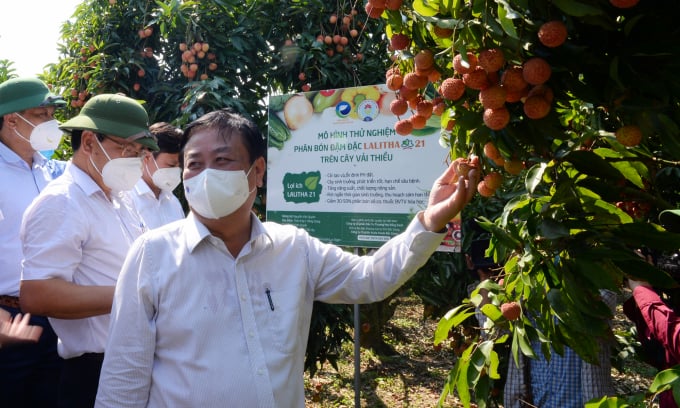 Bộ trưởng Lê Minh Hoan thăm mô hình thử nghiệm phân bón đậm đặc Lalitha 21 trên cây vải thiều ở huyện Lục Ngạn, Bắc Giang ngày 31/5.