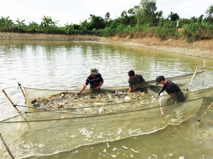Việc tiêu thụ nhiều loại cá nước ngọt tại Bà Rịa - Vũng Tàu đang hết sức khó khăn do nhu cầu tụt giảm mạnh, giá thấp. Ảnh: Hoàng Trọng.